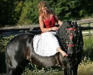 View Friesian horse purchasing details for Gerrit