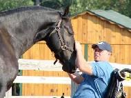 View Friesian horse purchasing details for Gucci