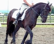 View Friesian horse purchasing details for Harkos