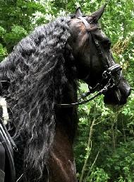 View Friesian horse purchasing details for Hinke M