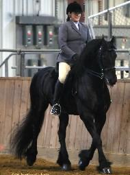 View Friesian horse purchasing details for Kosmo
