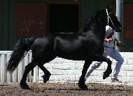 View Friesian horse purchasing details for Lolkje