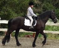 View Friesian horse purchasing details for Lui