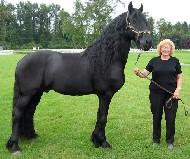View Friesian horse purchasing details for Delancy