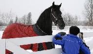 View Friesian horse purchasing details for Maaike Ytje STER