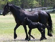 View Friesian horse purchasing details for Melia'