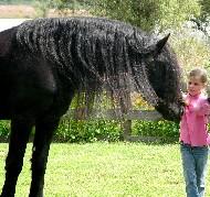 View Friesian horse purchasing details for Menno H.