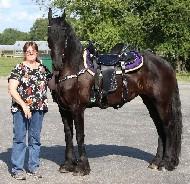 View Friesian horse purchasing details for MERLOT STER