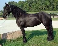 View Friesian horse purchasing details for Mia