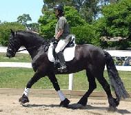 View Friesian horse purchasing details for Dr. Doolittle