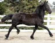 View Friesian horse purchasing details for Nova