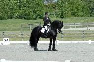 View Friesian horse purchasing details for Dubari