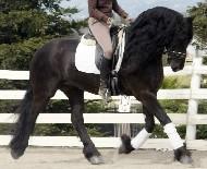 View Friesian horse purchasing details for Palo