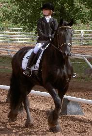 View Friesian horse purchasing details for Pierre