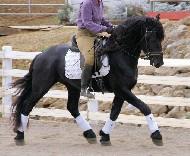 View Friesian horse purchasing details for Rembrandt BSF