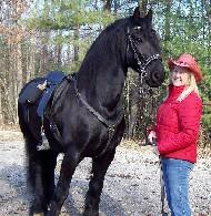 View Friesian horse purchasing details for Remko