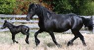 View Friesian horse purchasing details for Rose