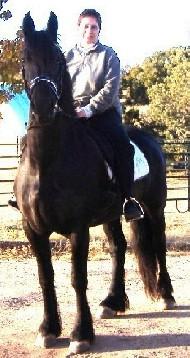 View Friesian horse purchasing details for Rosalini