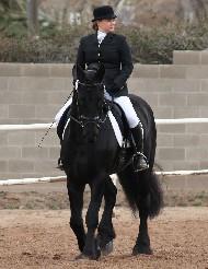 View Friesian horse purchasing details for Succhi