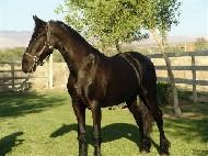 View Friesian horse purchasing details for TAURUS