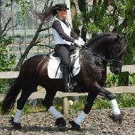 View Friesian horse purchasing details for Tjalle Z