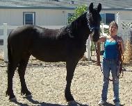 View Friesian horse purchasing details for Truda