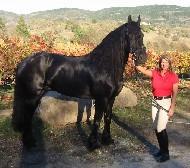 View Friesian horse purchasing details for Twister