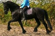 View Friesian horse purchasing details for Ulrik