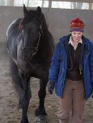 View Friesian horse purchasing details for Va Voom!