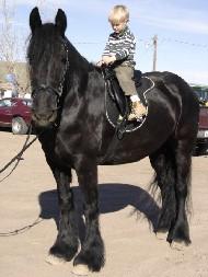 View Friesian horse purchasing details for Venitia