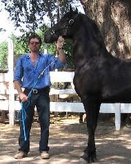 View Friesian horse purchasing details for Vince
