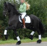 View Friesian horse purchasing details for Watse fan it Ychtenfaen
