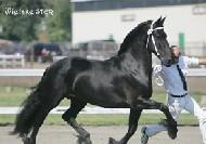 View Friesian horse purchasing details for Wietske G.