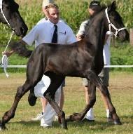 View Friesian horse purchasing details for Barchello