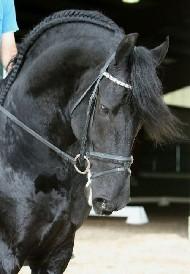 View Friesian horse purchasing details for Wisse