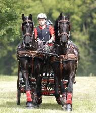 View Friesian horse purchasing details for Wolter