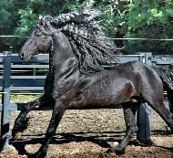 View Friesian horse purchasing details for Wopke G.T. STER