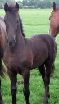 View Friesian horse purchasing details for Yda
