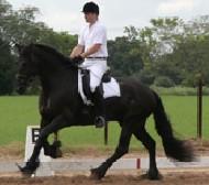 View Friesian horse purchasing details for Ynse