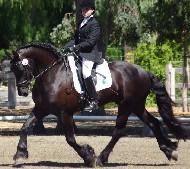 View Friesian horse purchasing details for Ynte
