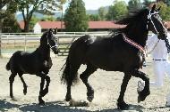 View Friesian horse purchasing details for Cabernet STER