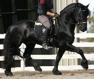 View Friesian horse purchasing details for Cabot