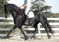 View Friesian horse purchasing details for Carly