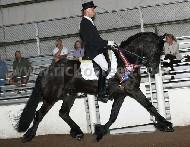 View Friesian horse purchasing details for Caramba