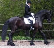 View Friesian horse purchasing details for Casper