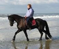 View Friesian horse purchasing details for Chase