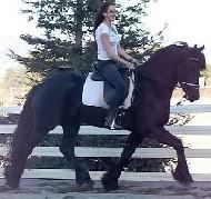 View Friesian horse purchasing details for Cole