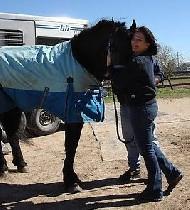 View Friesian horse purchasing details for Corina