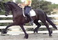 View Friesian horse purchasing details for Cesar