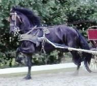 View Friesian horse purchasing details for Hieke STER